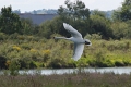 Cygne Tubercule-02